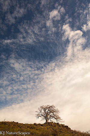 Lone Tree at Coyote Wall
