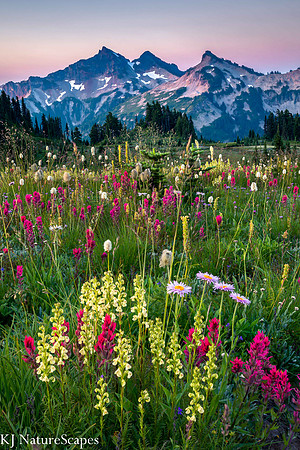 Wildflowers and Tatoosh Mtns