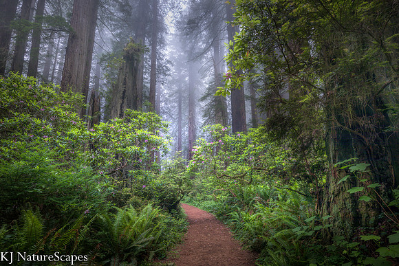 Foggy Morning in CA Redwoods
