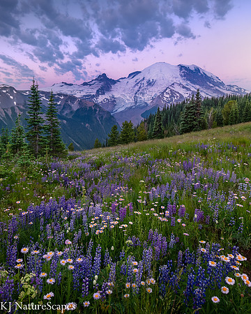 A Purple Morning at Rainier