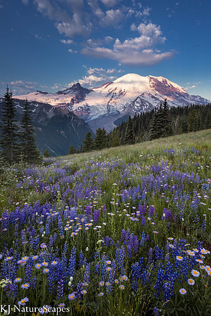 Dappled light on Mt Rainier
