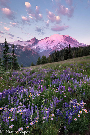 Alpenglow and Wildflowers