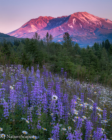 Lupine and Mt St Helen