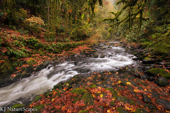 Autumn above the Gist Mill