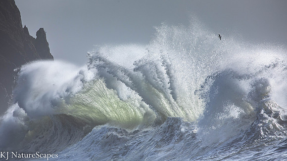 Splash