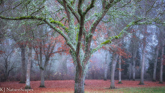 Autumn Fog