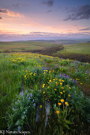 Dallas Mtn Wildflower Sunrise