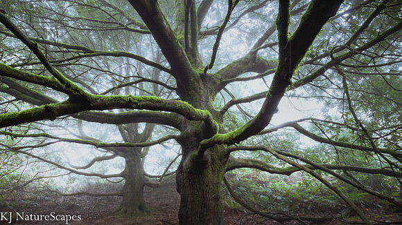 Dancing in the Fog