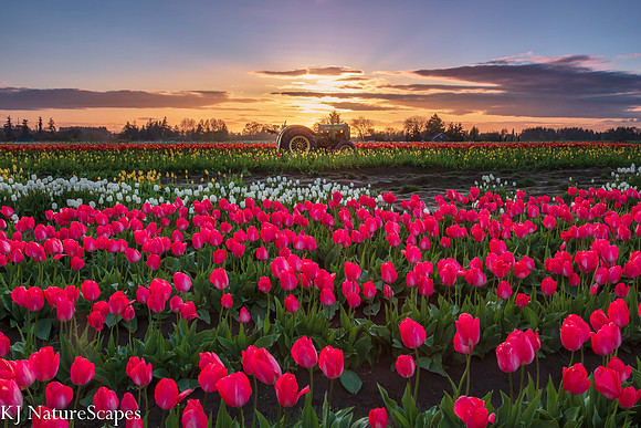 A Tractor and Tulips